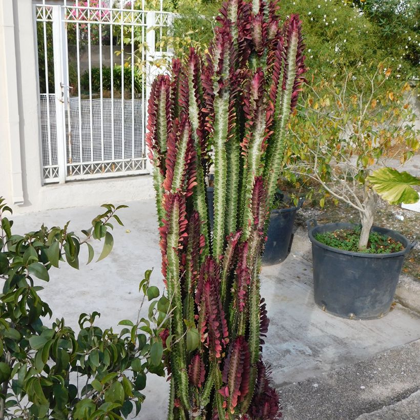 Euphorbia trigona f. rubra - Árvore de leite africana (Hábito)