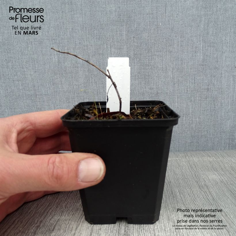 Amostra de Euphorbia wallichii - Euphorbe Vaso de 8/9 cm tal como entregue no inverno