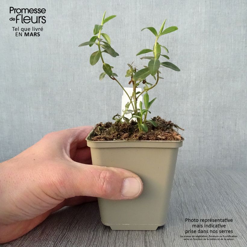 Amostra de Euphorbia wallichii Vaso de 8/9 cm tal como entregue na primavera