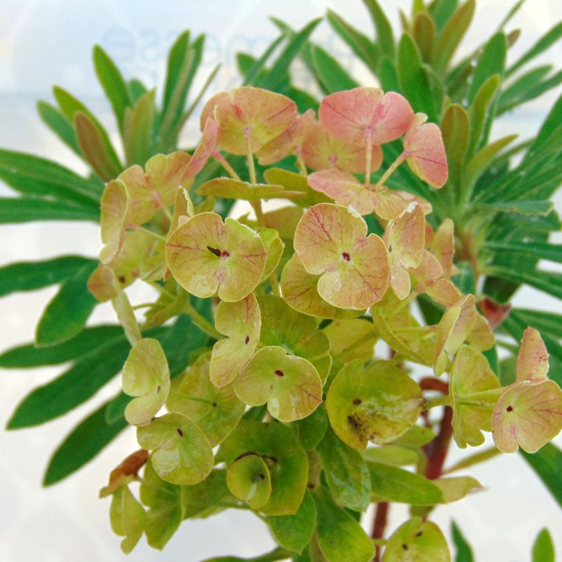 Euphorbia martinii Baby Charm (Floração)