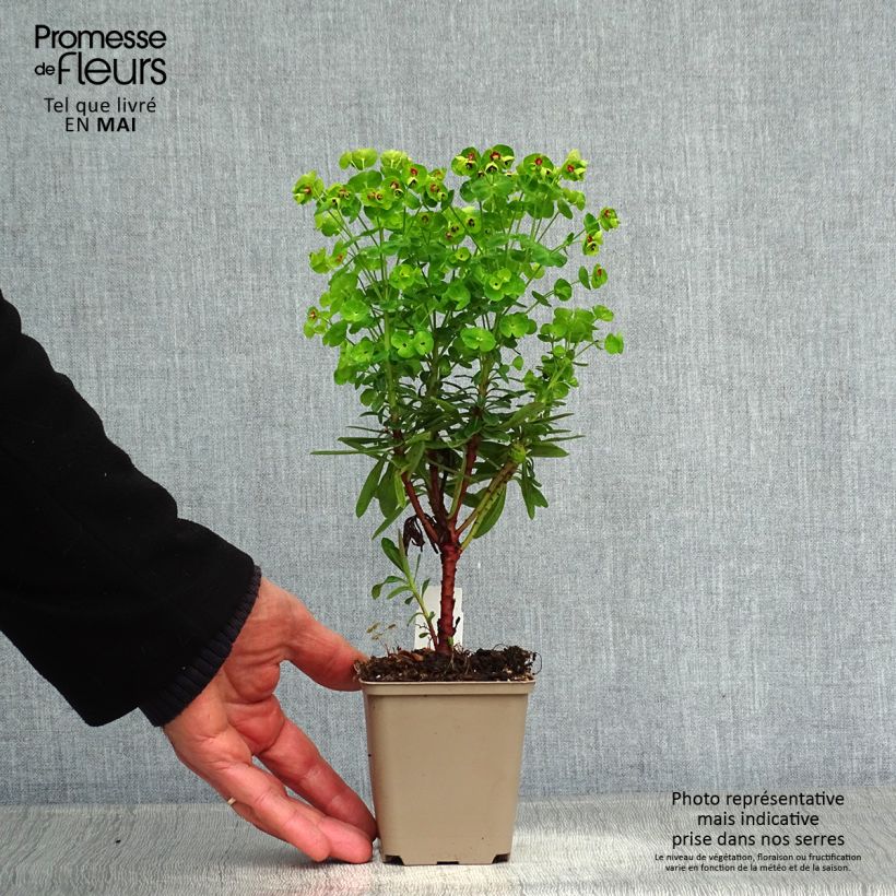 Amostra de Euphorbia martinii Baby Charm Vaso de 8/9 cm tal como entregue na primavera