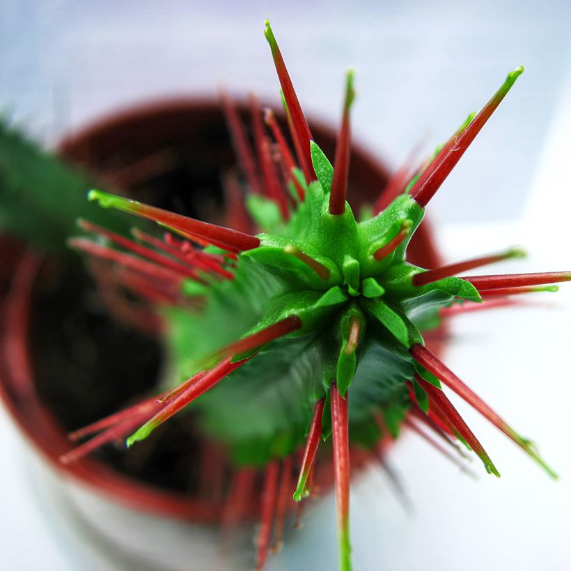 Euphorbia enopla - Eufórbia (Folhagem)
