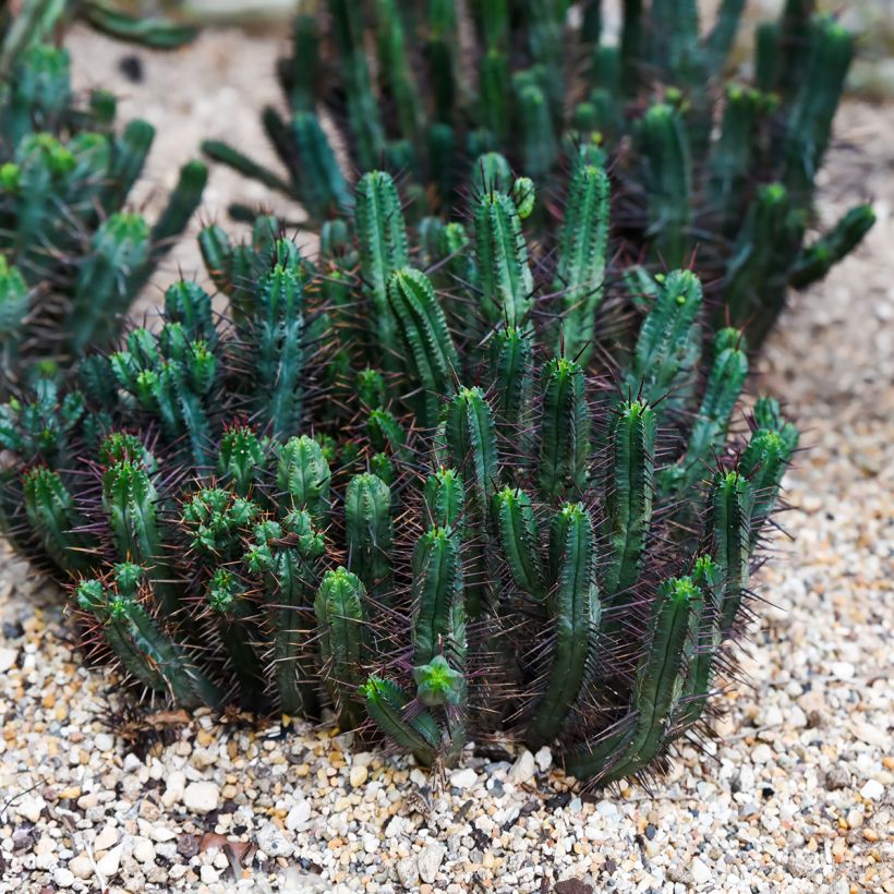 Euphorbia enopla - Eufórbia (Hábito)