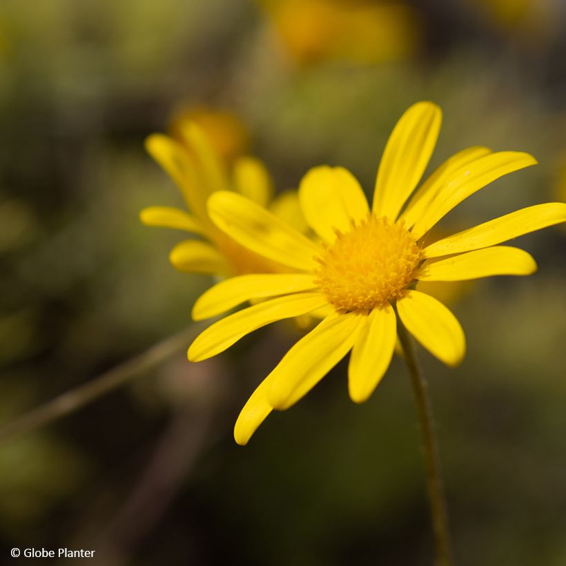 Euryops Infinity (Floração)