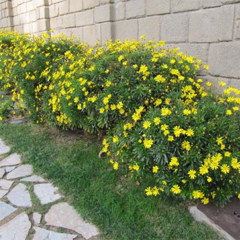 Euryops chrysanthemoides (Hábito)