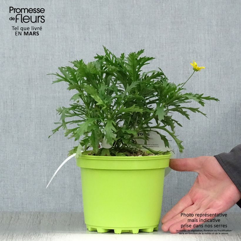 Amostra de Euryops chrysanthemoides Vaso de 2 L/3 L tal como entregue na primavera