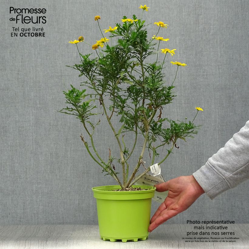 Amostra de Euryops chrysanthemoides Vaso de 2 L/3 L tal como entregue no outono