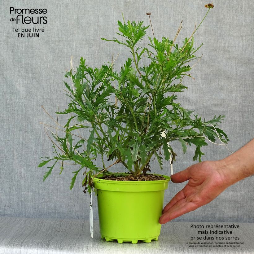 Amostra de Euryops chrysanthemoides Vaso de 2 L/3 L tal como entregue no verão
