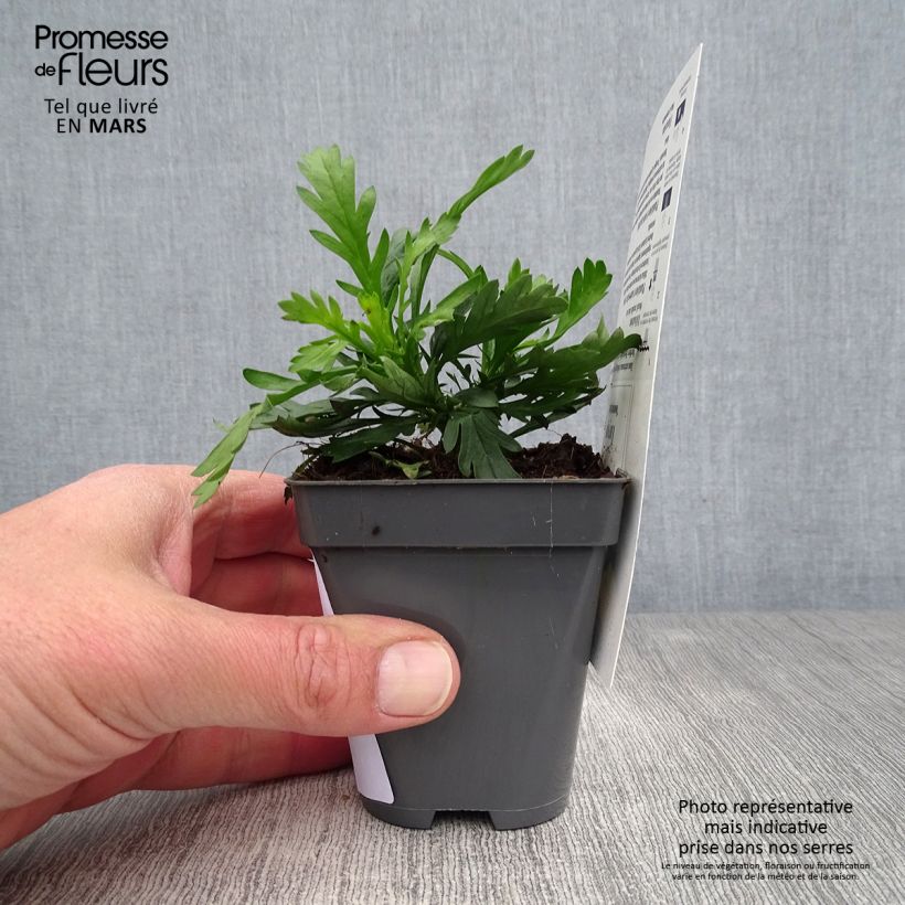 Amostra de Euryops chrysanthemoides Sonnenschein Vaso de 8/9 cm tal como entregue na primavera