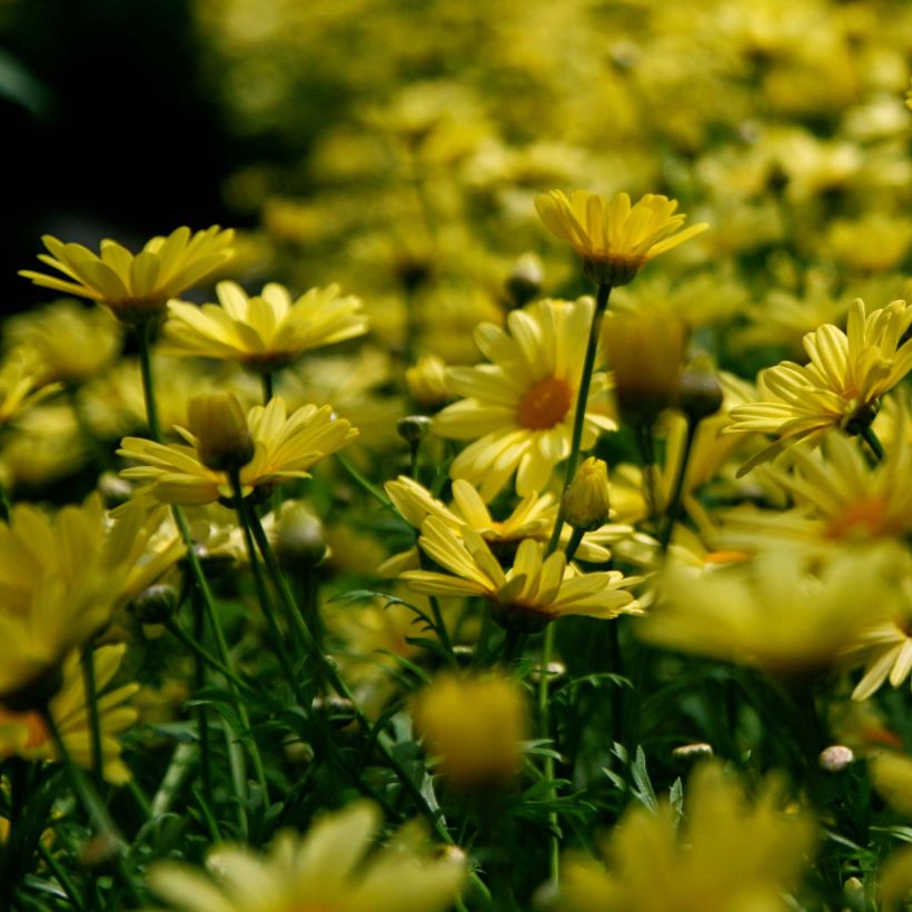 Euryops pectinatus (Floração)
