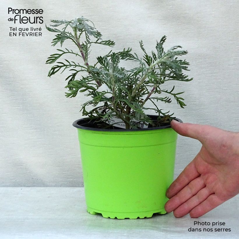 Amostra de Euryops pectinatus - Marguerite des savanes Vaso de 2 L/3 L tal como entregue no inverno