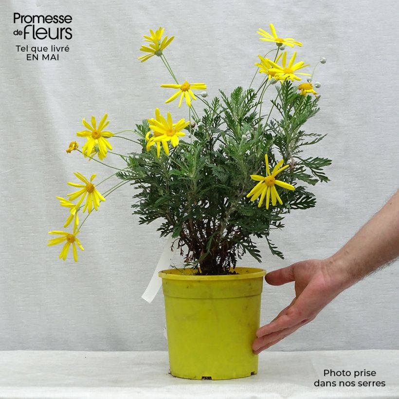Amostra de Euryops pectinatus Vaso de 2 L/3 L tal como entregue na primavera