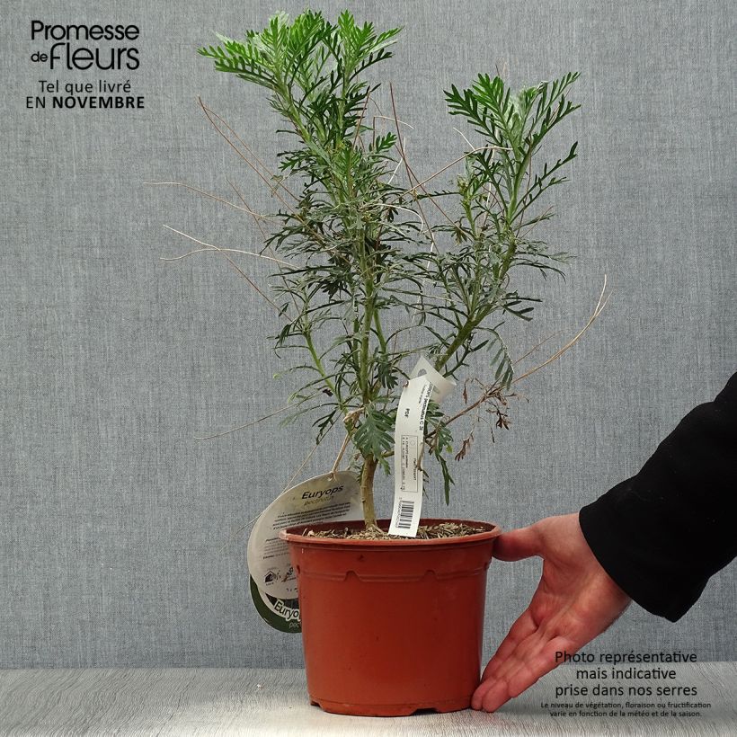 Amostra de Euryops pectinatus Vaso de 2 L/3 L tal como entregue no outono