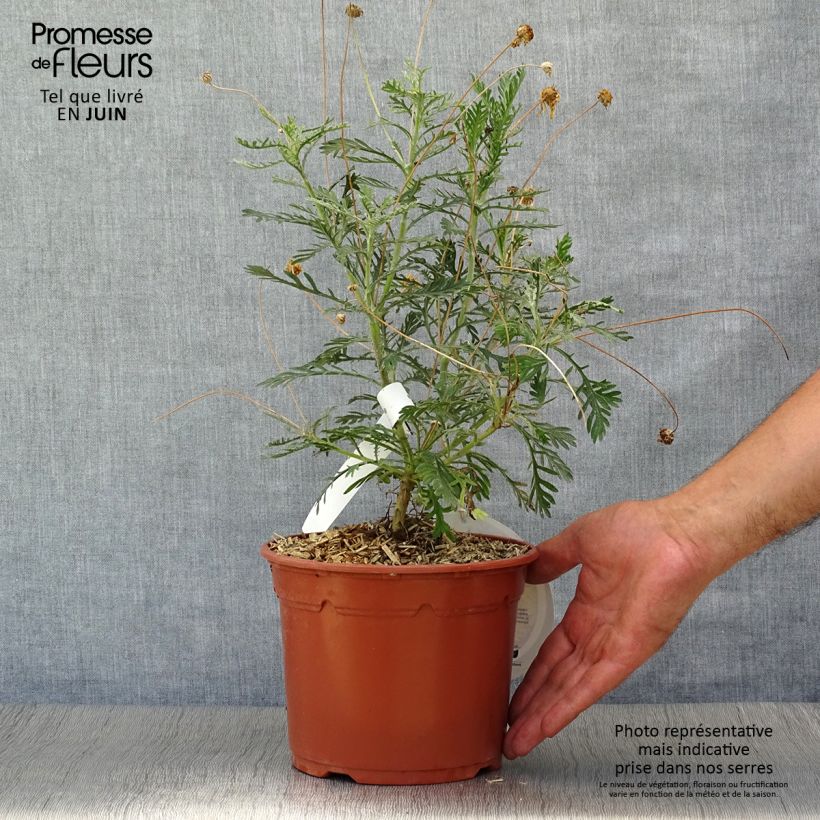 Amostra de Euryops pectinatus Vaso de 2 L/3 L tal como entregue no verão
