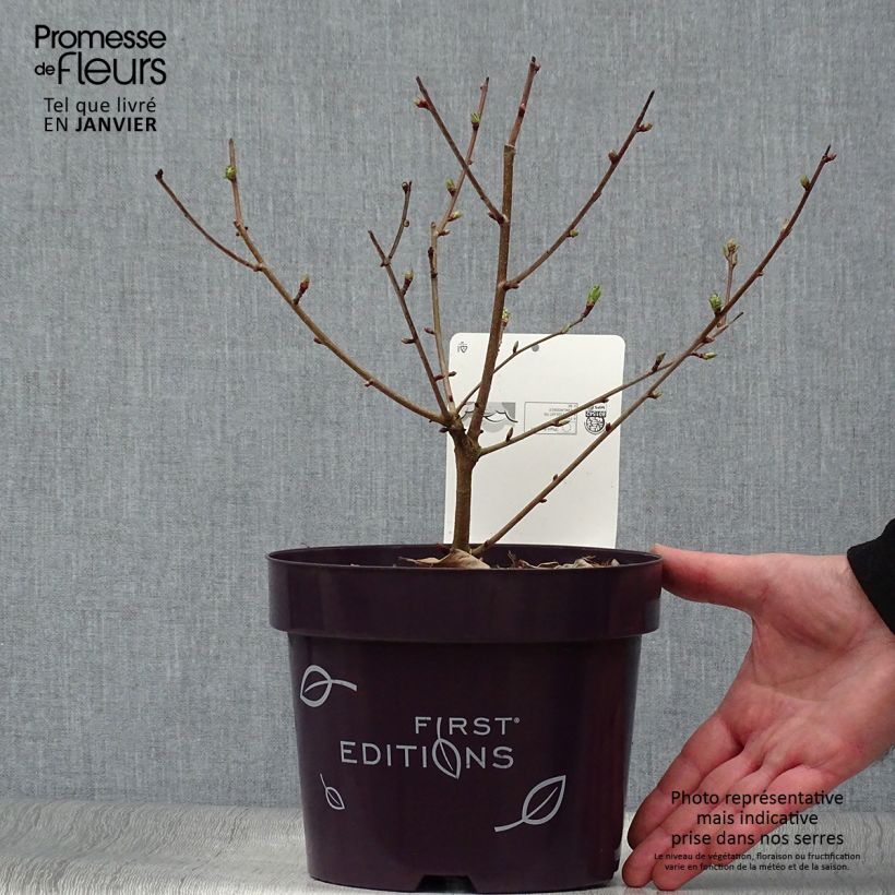Amostra de Exochorda Lotus Moon - Exochorde hybride - Arbre aux perles Vaso de 3 L/4 L tal como entregue no inverno