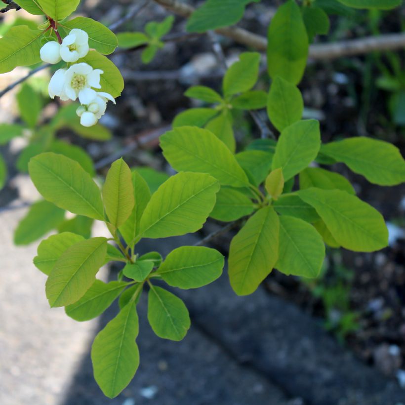 Exochorda racemosa Magical Springtime (Folhagem)