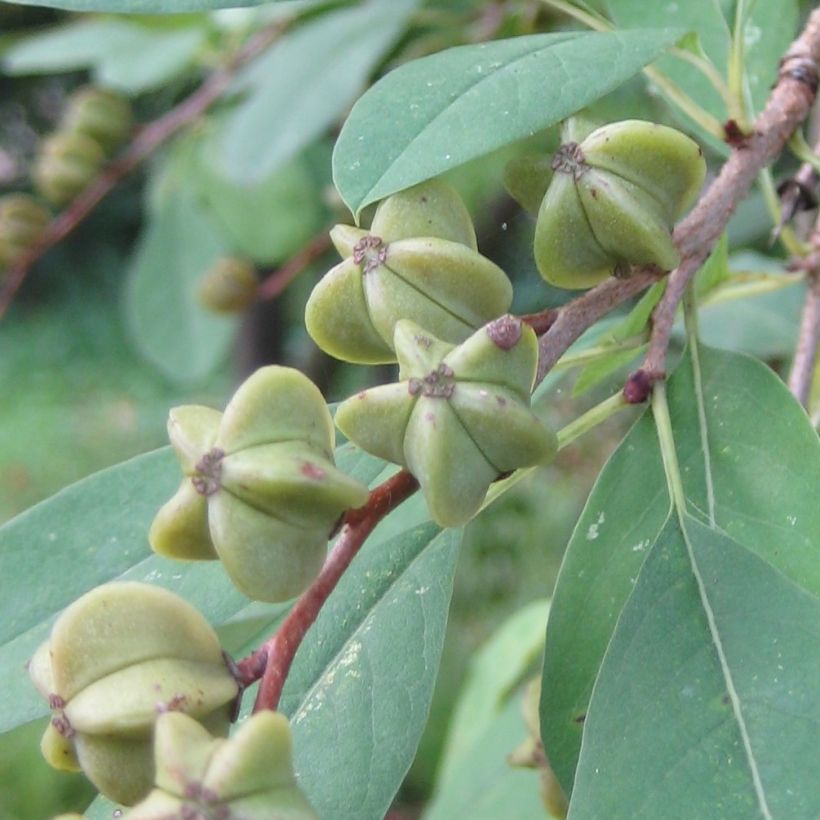Exochorda racemosa Niagara (Colheita)