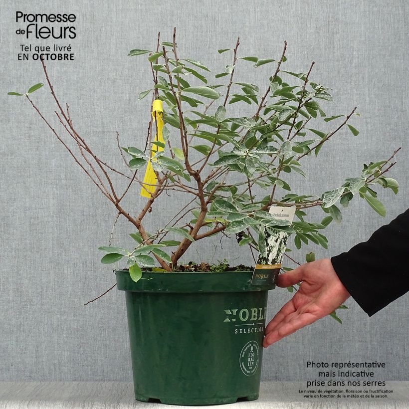 Amostra de Exochorda racemosa Niagara Vaso de 7,5 L/10 L tal como entregue no outono