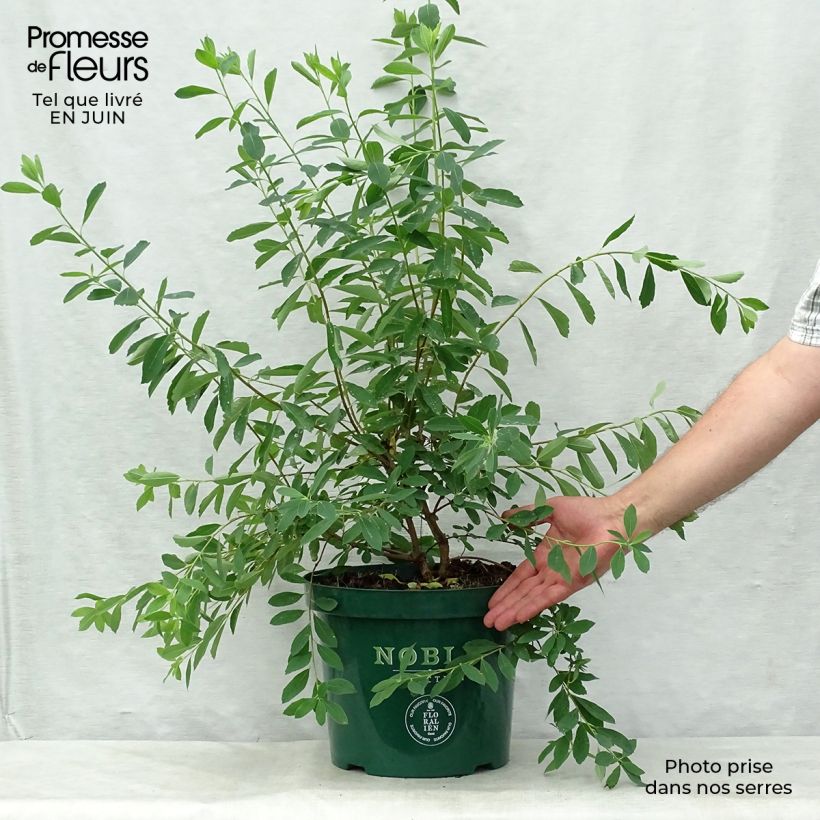 Amostra de Exochorda racemosa Niagara Vaso de 7,5 L/10 L tal como entregue no verão