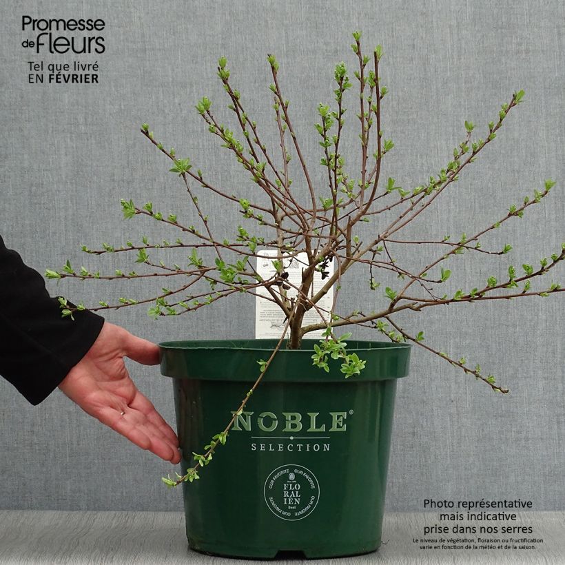 Amostra de Exochorda racemosa Niagara Vaso de 7,5 L/10 L tal como entregue no inverno