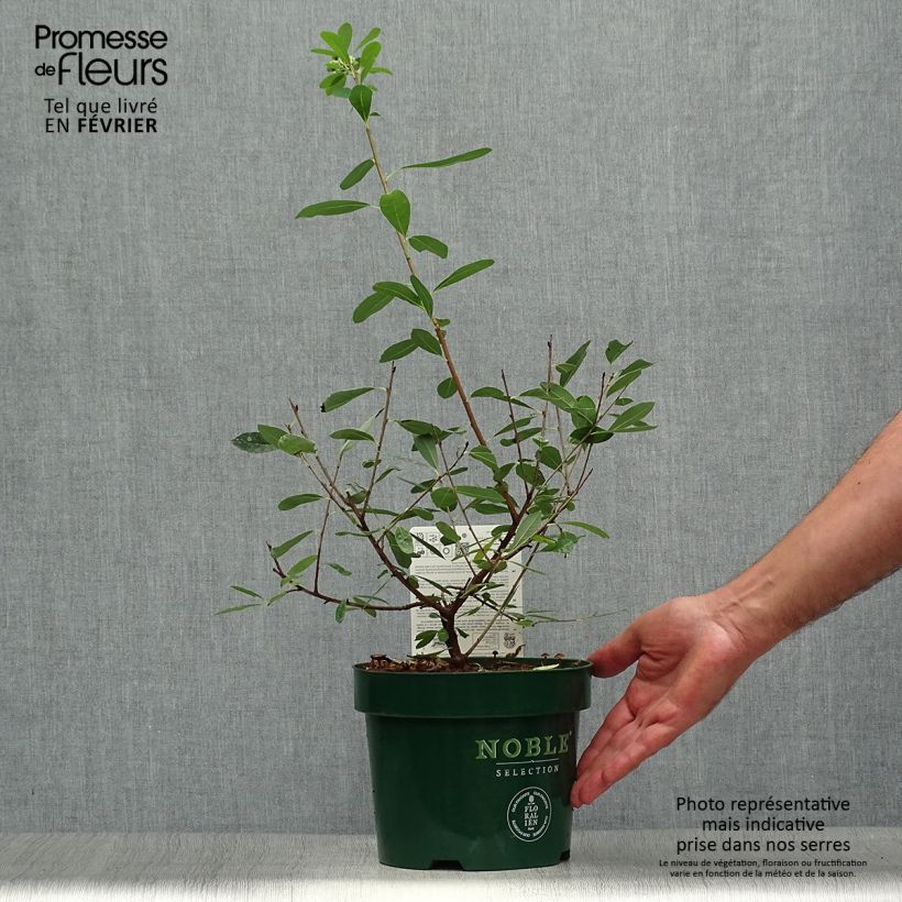 Amostra de Exochorda racemosa Niagara Vaso de 3 L/4 L tal como entregue no outono