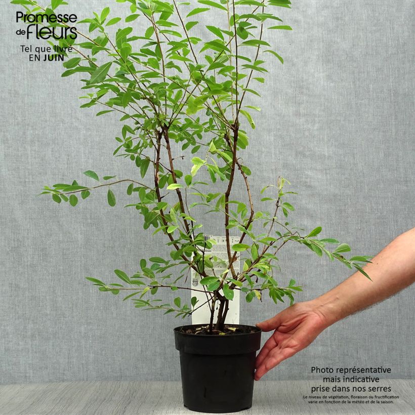 Amostra de Exochorda racemosa Niagara Vaso de 3 L/4 L tal como entregue no verão