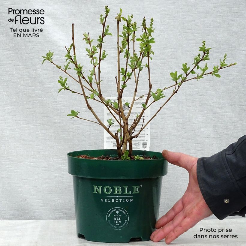 Amostra de Exochorda racemosa Niagara Vaso de 3 L/4 L tal como entregue na primavera