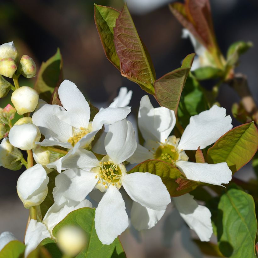 Exochorda serratifolia Snow White (Floração)