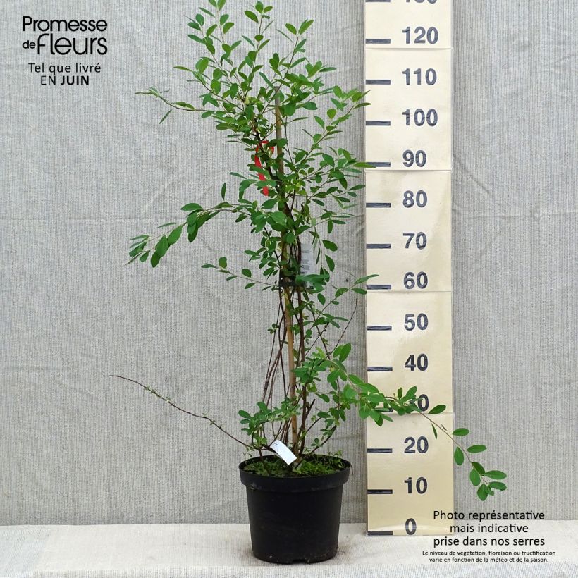Amostra de Exochorda macrantha The Bride Vaso de 12 L/15 L tal como entregue no verão