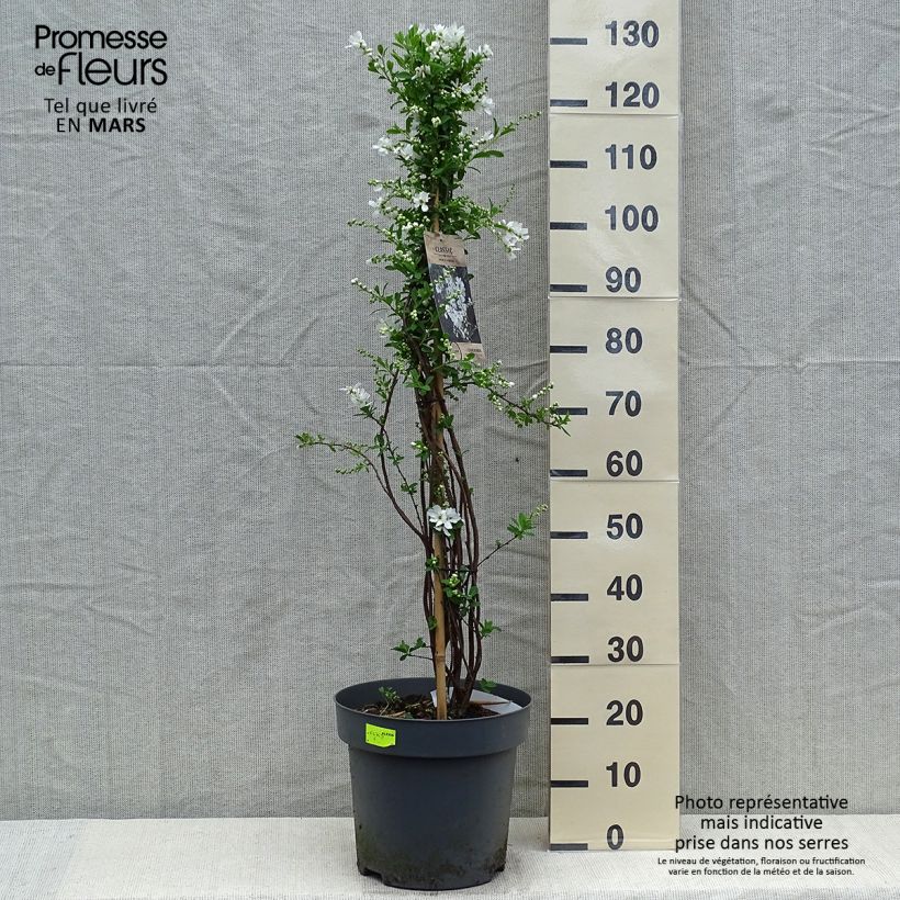 Amostra de Exochorda macrantha The Bride Vaso de 12 L/15 L tal como entregue na primavera