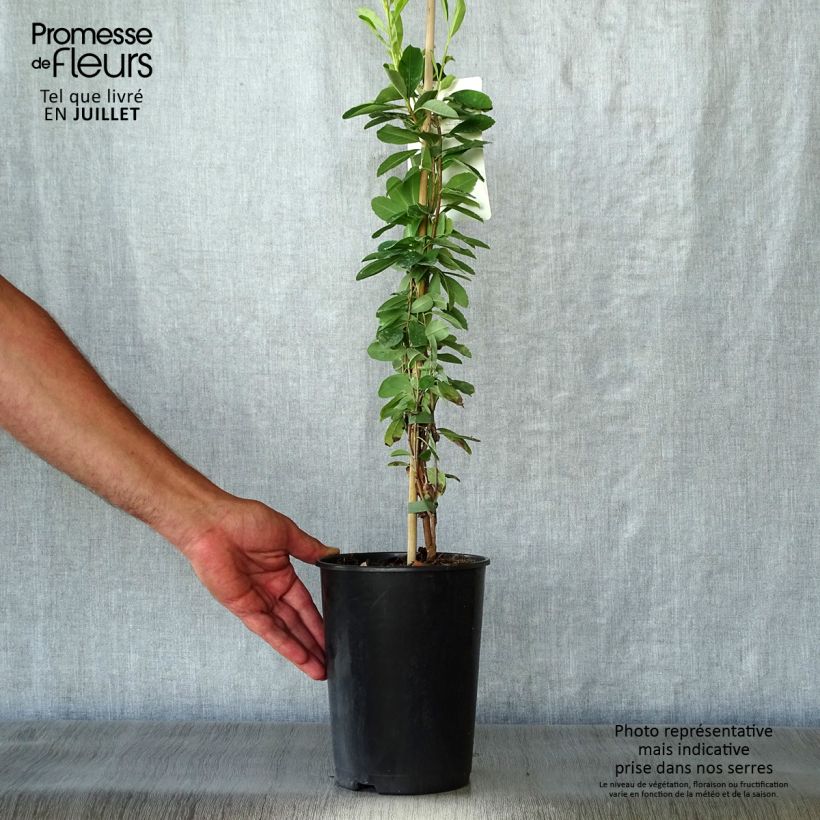 Amostra de Exochorda macrantha The Bride Vaso de 2 L/3 L tal como entregue no verão