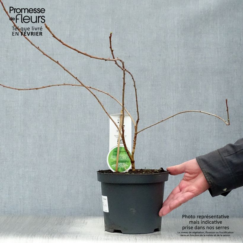 Amostra de Exochorda x macrantha The Bride Vaso de 2 L/3 L tal como entregue no inverno