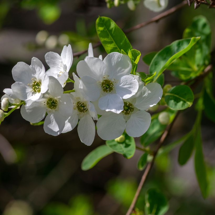 Exochorda racemosa Snow Mountain (Floração)