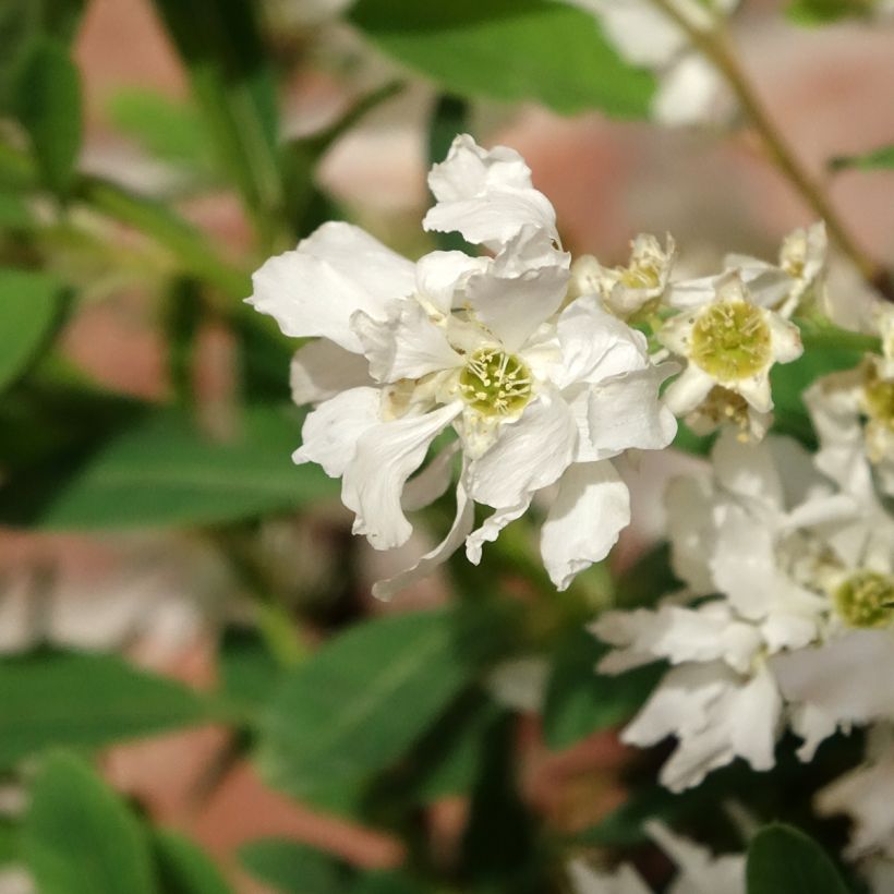 Exochorda macrantha The Bride (Floração)