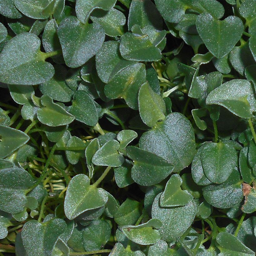 Falkia repens (Folhagem)