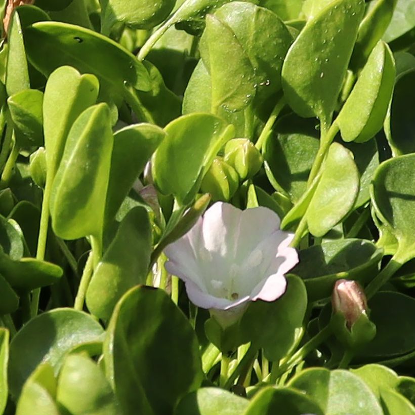 Falkia repens (Floração)