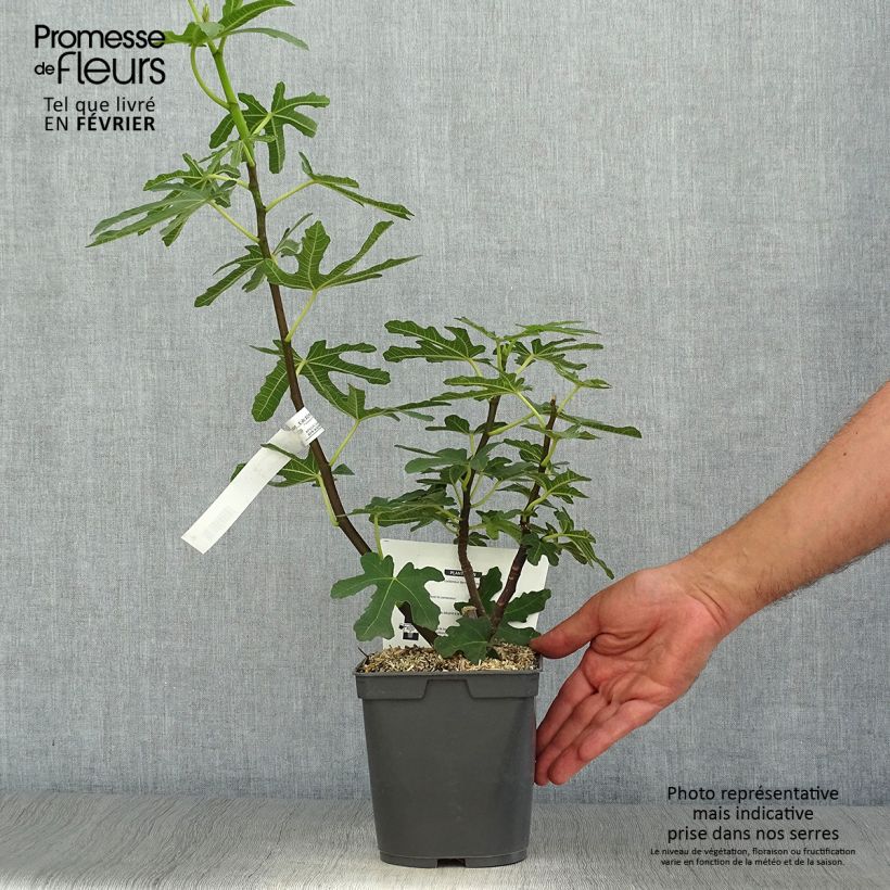 Amostra de Figueira Marseillaise - Ficus carica Vaso de 2 L/3 L tal como entregue no outono