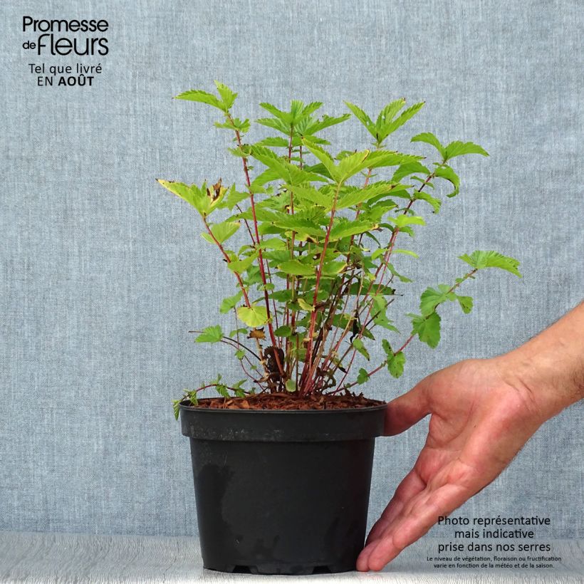 Amostra de Filipendula ulmaria Vaso de 2 L/3 L tal como entregue no verão