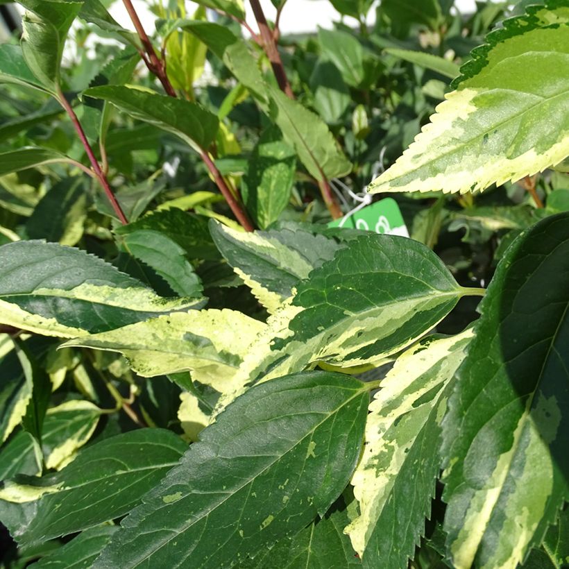 Forsítia Variegata (Folhagem)