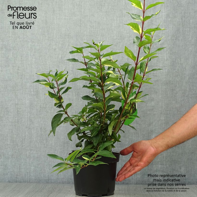 Amostra de Forsítia Variegata Vaso de 3 L/4 L tal como entregue no verão