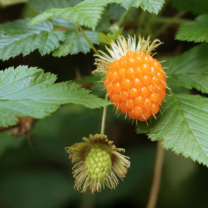 Rubus spectabilis 'Pacific Rose' - Amora-preta (Colheita)