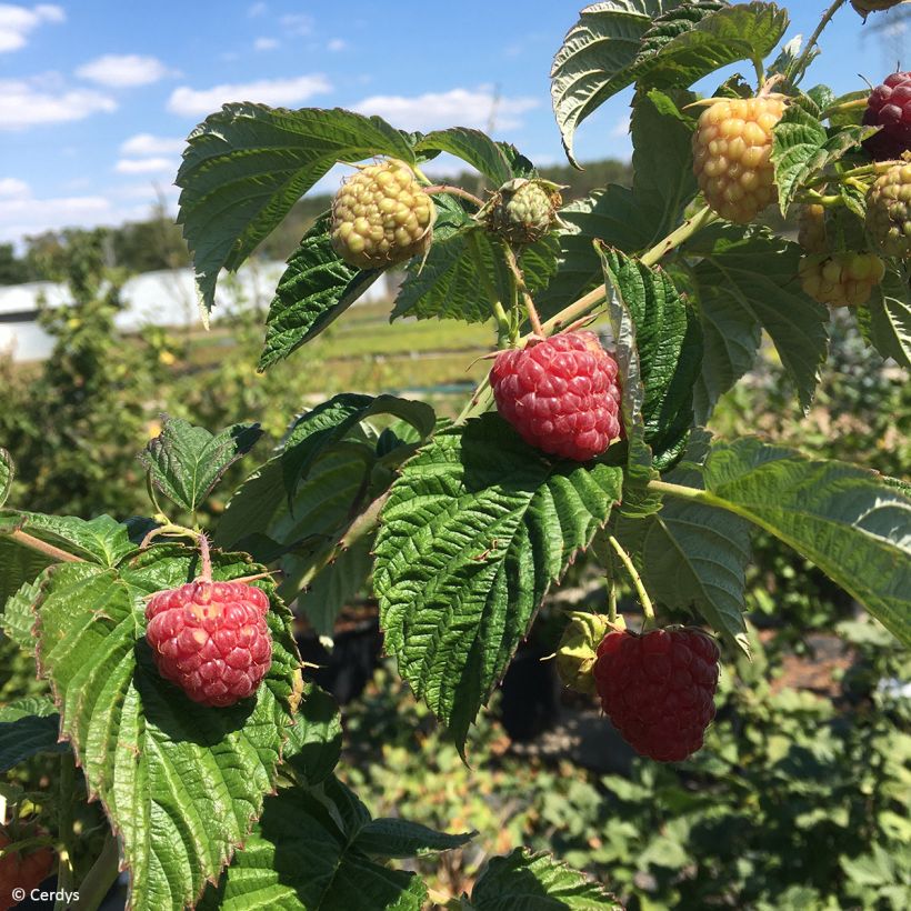 Framboeseiro Primeberry Autumn Fleshy - Rubus idaeus (Colheita)
