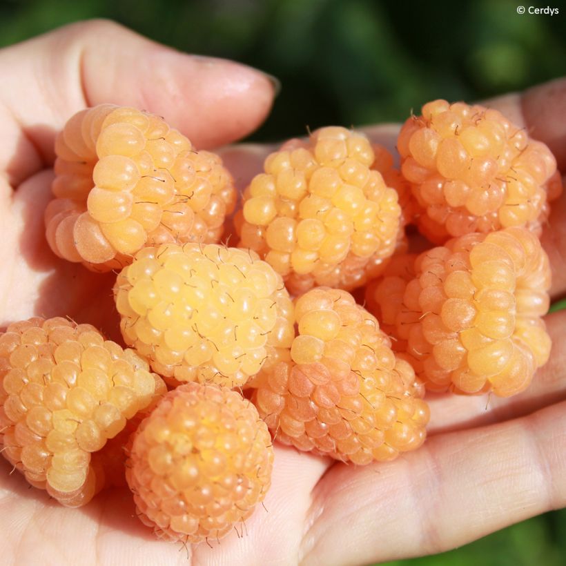 Framboeseiro Schlaraffia Golddigger - Rubus idaeus (Colheita)