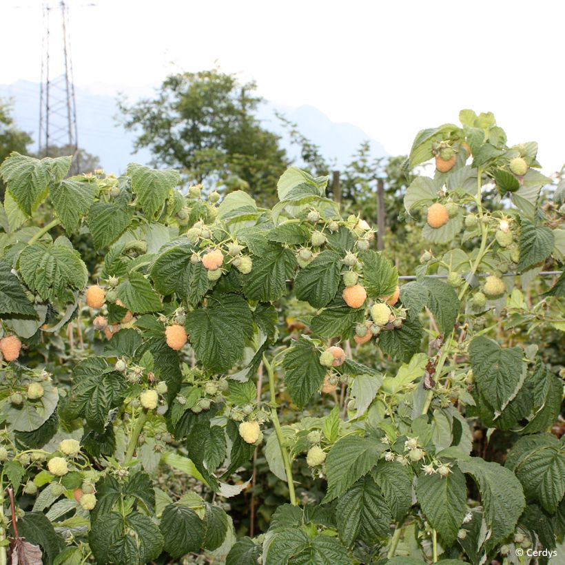 Framboeseiro Schlaraffia Golddigger - Rubus idaeus (Hábito)