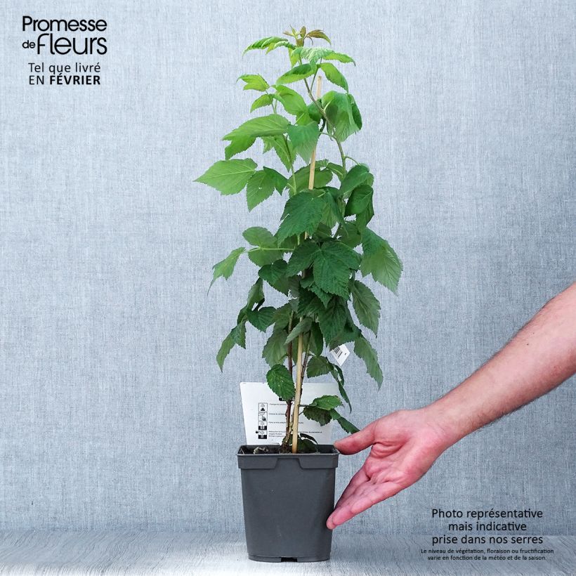 Amostra de Framboeseiro remontante Sanibelle - Rubus idaeus Vaso de 1 L/1,5 L tal como entregue no outono