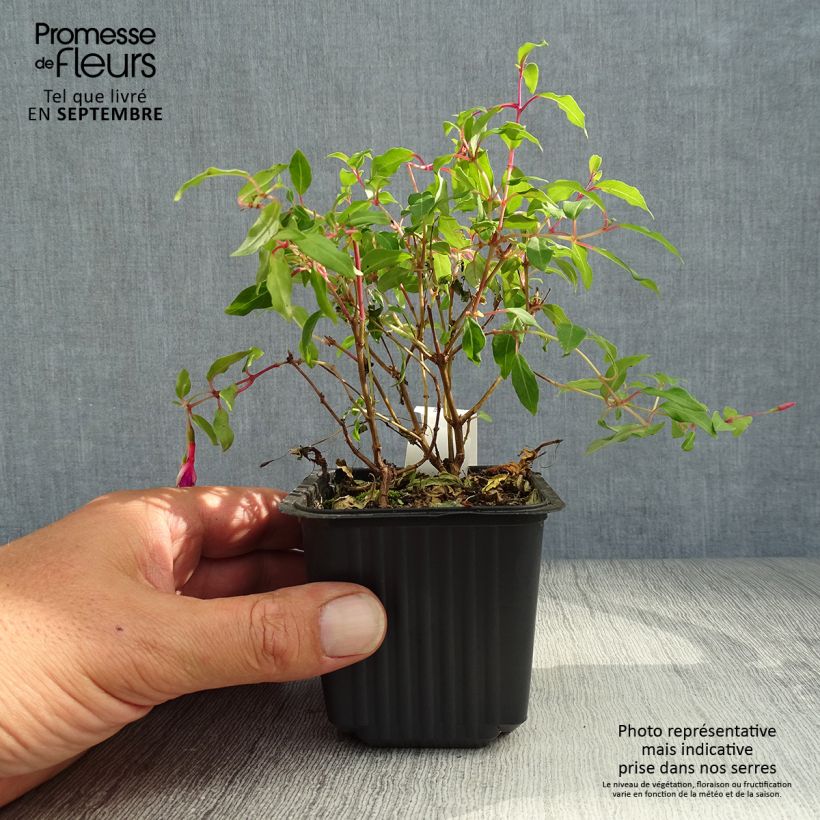 Amostra de Fuchsia magellanica Vaso de 8/9 cm tal como entregue no outono