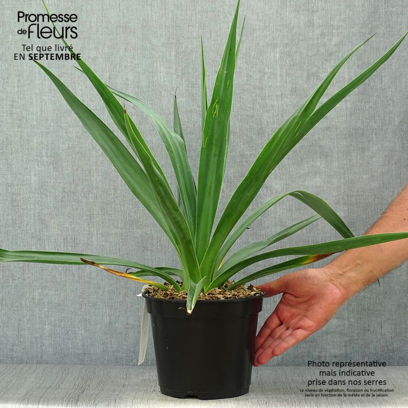 Amostra de Furcraea bedinghausii Vaso de 3 L/4 L tal como entregue no outono