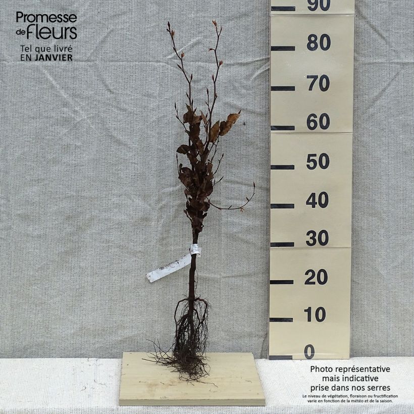 Amostra de Faia Atropurpurea Raízes nuas tal como entregue no inverno