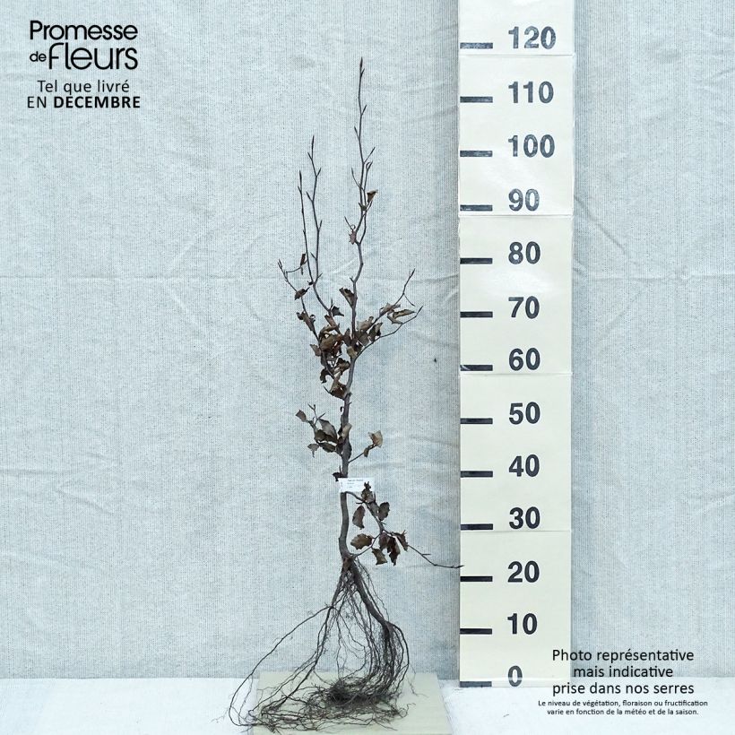 Amostra de Faia Atropurpurea Raízes nuas tal como entregue no inverno