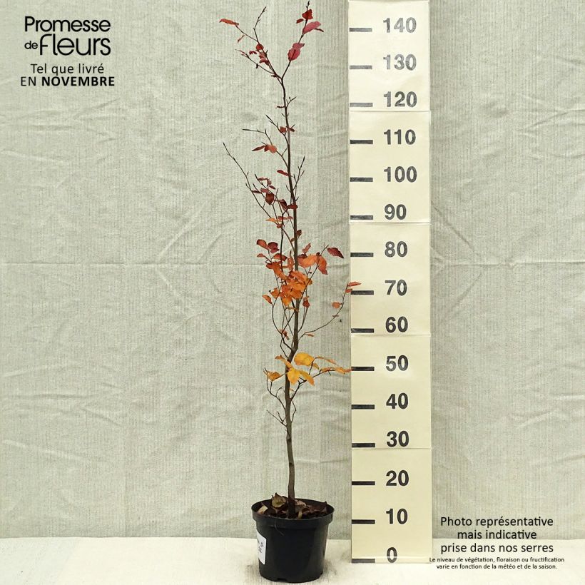 Amostra de Faia Atropurpurea Vaso de 4 L/5 L tal como entregue no outono